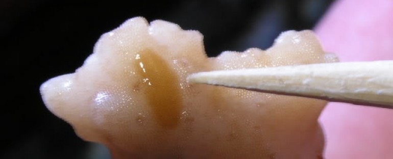 Acropora Flatworm